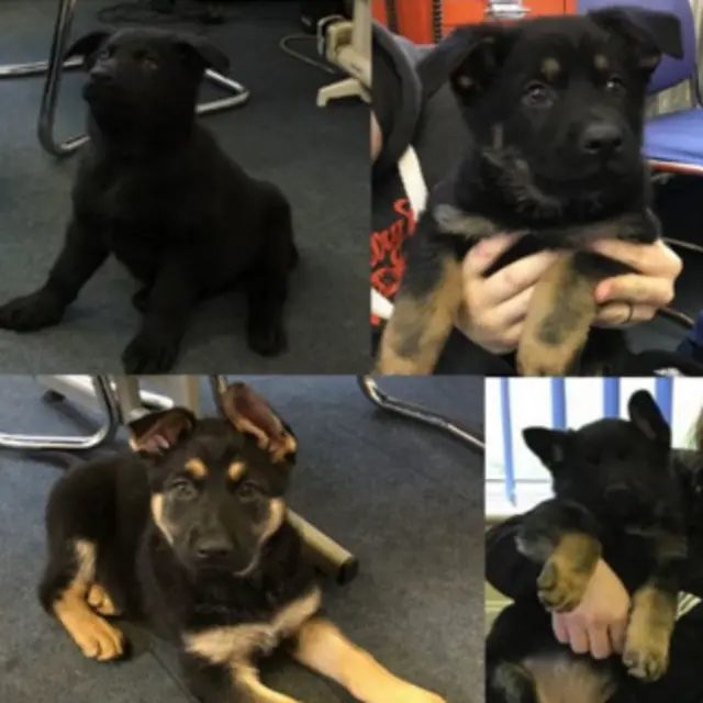 Police dog puppies