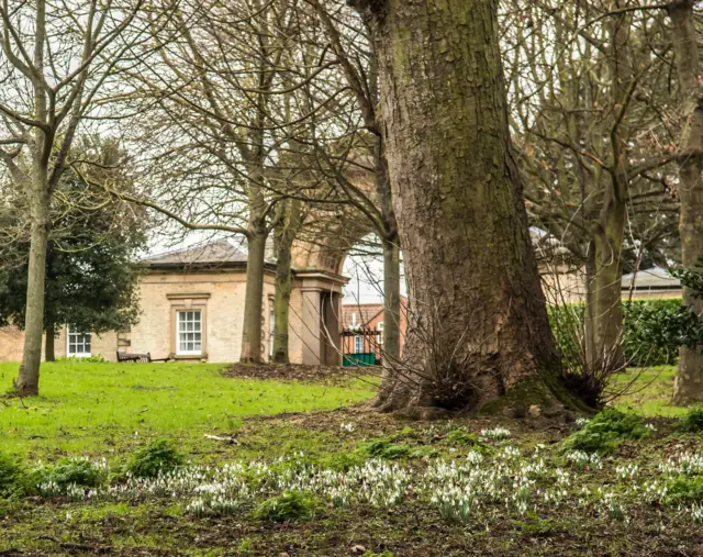 Snowdrops at Sewerby Hall and Gardens