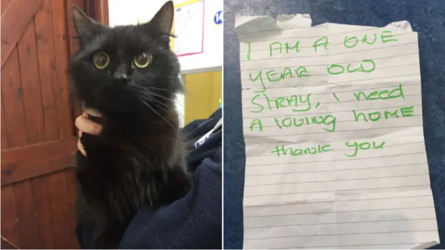 Millie the cat and the note