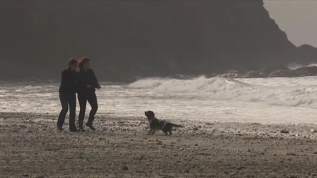 Dog on beach