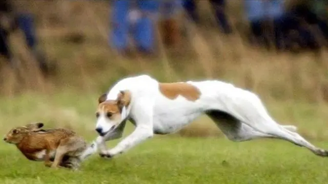 Hare coursing