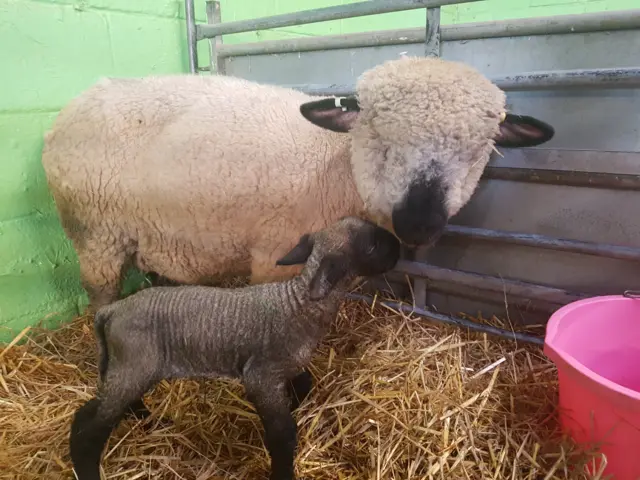 Baby lamb and mother