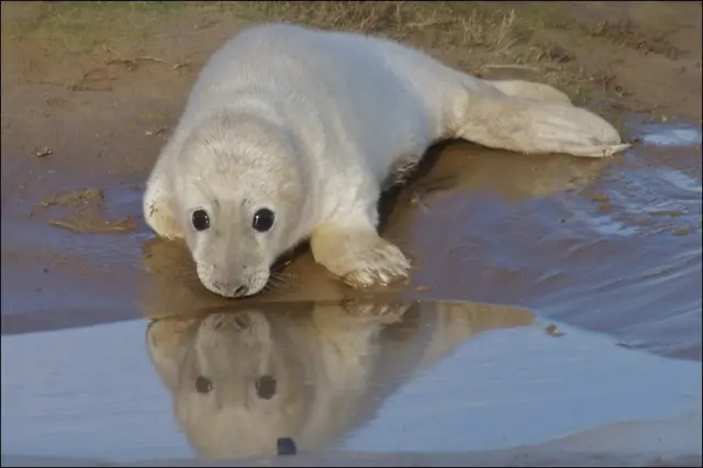 Seal in water