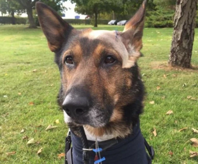 Police dog Finn