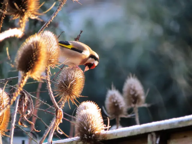 Goldfinch in Coleshill