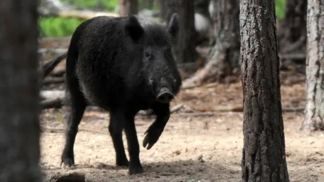 Wild boar