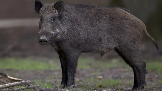 Wild Boar