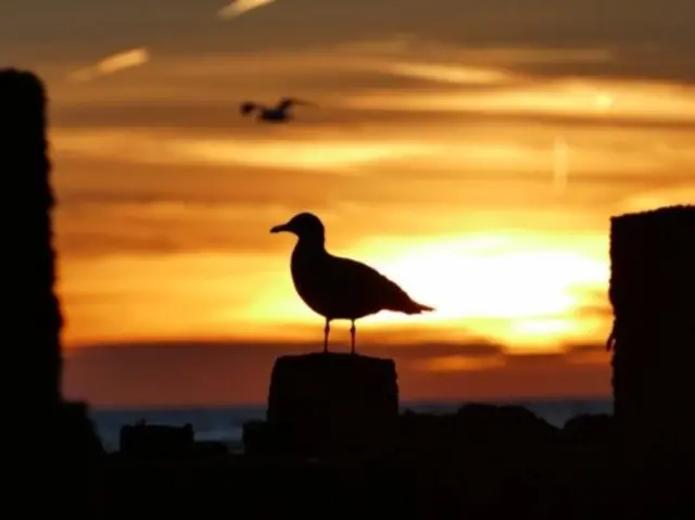 Seagull silhouetted against sunset