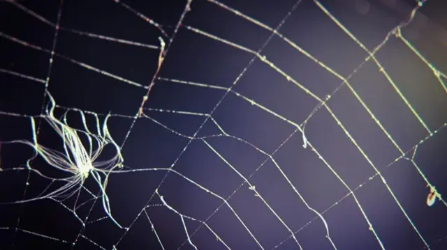 Spider's web in back garden in Kingsley, Staffordshire