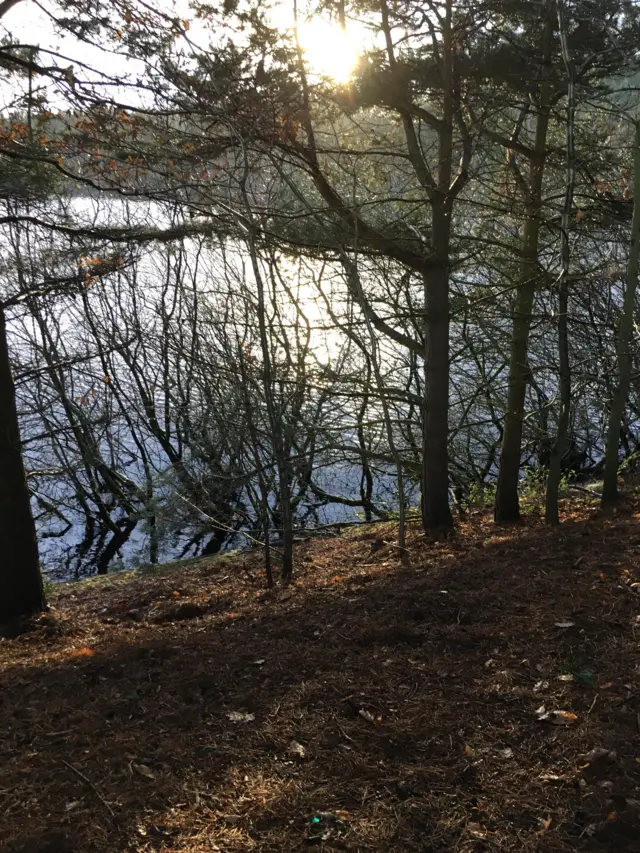 Trees and water