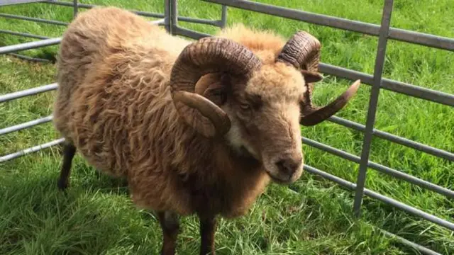 Paul the ram