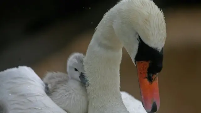 Swan and cygnet