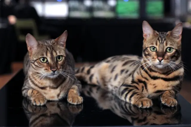 Picture of cats