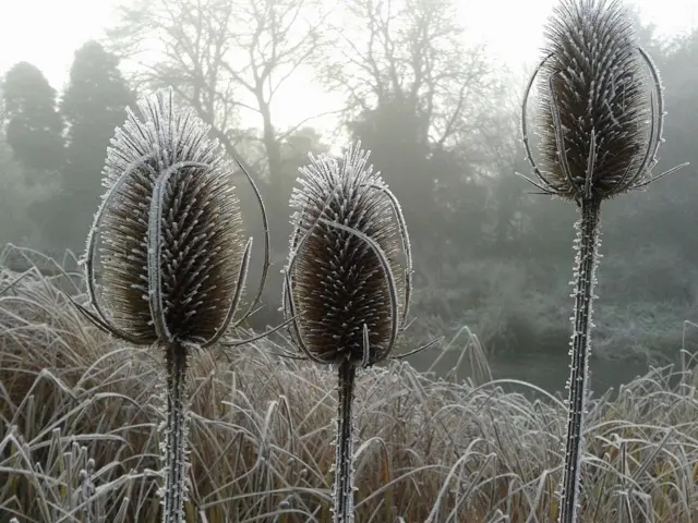 Frosty scene