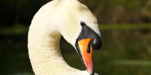 Swans