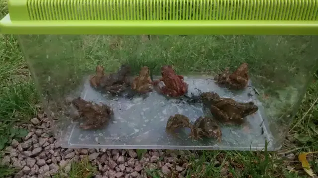 Frogs