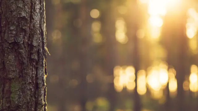 tree with blurred background