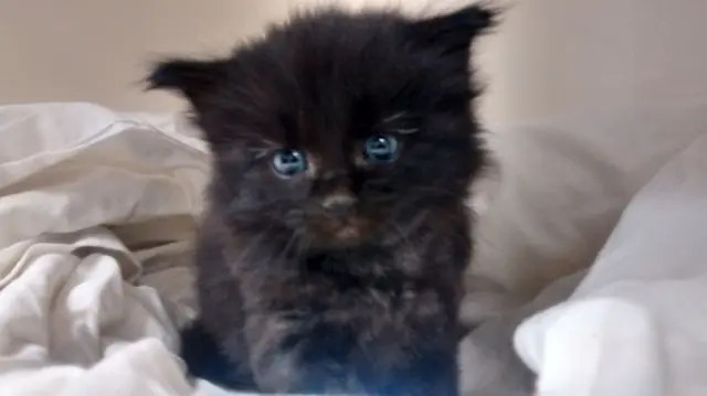 The black kitten, with blue eyes, on a white blanket