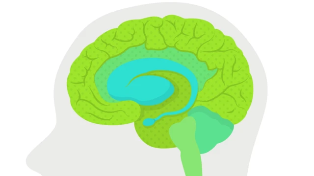 the brain