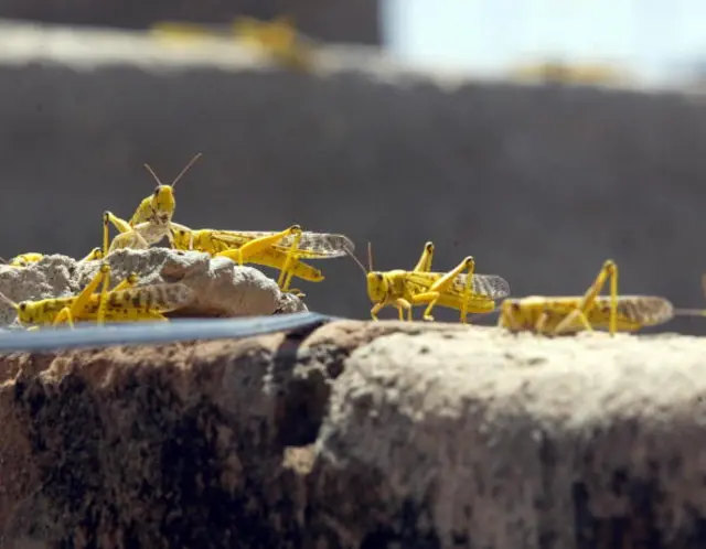 Desert locusts just came on a wall in Yoff, near Dakar airport, 01 September 2004