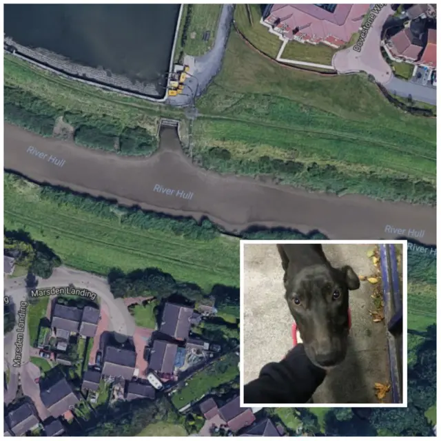 a picture of the location with an insert of the dog.