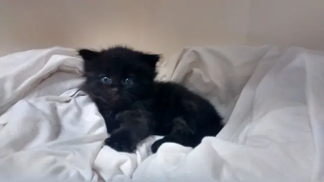 The black kitten on a white blanket