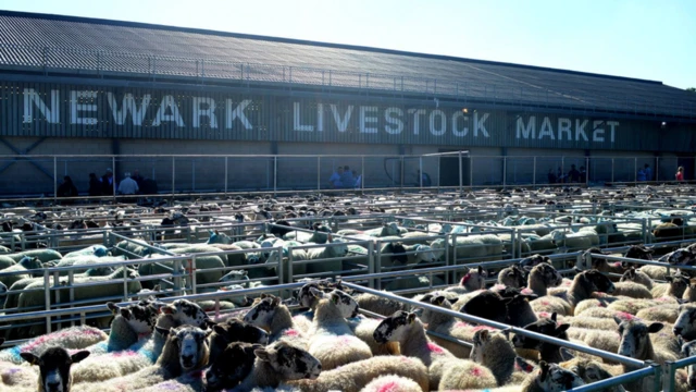 Newark Livestock Market