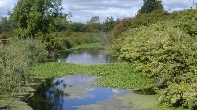 Plant in river