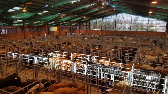 An overhead view of cows in pens on market day