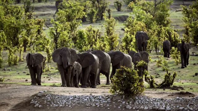 elephants