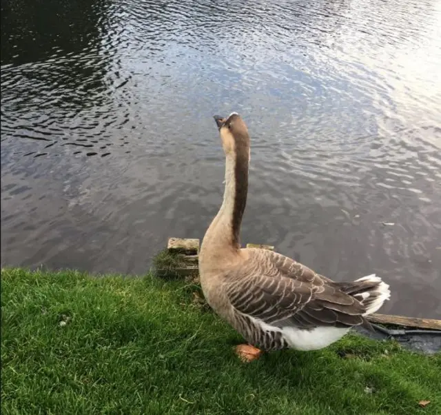 A goose by a pond.