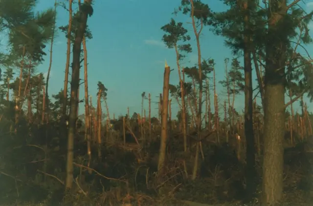 Storm-damaged trees at Blickling