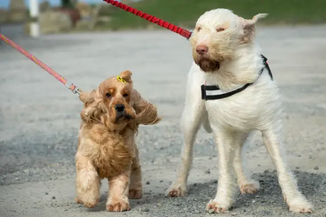 Dogs at Land's End. Pic: PA