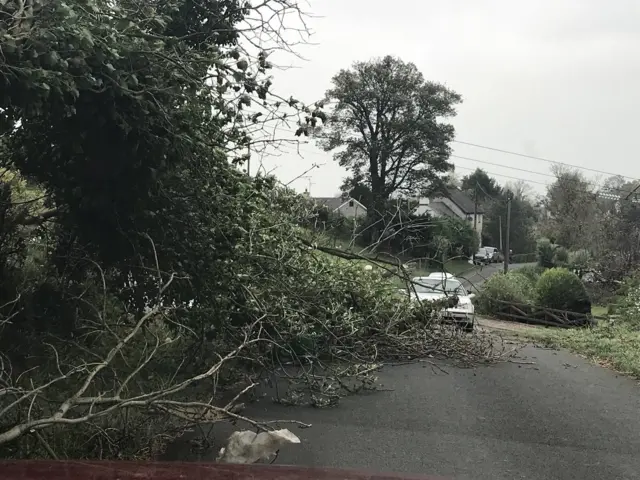 A tress across a road near Dromore in County Down