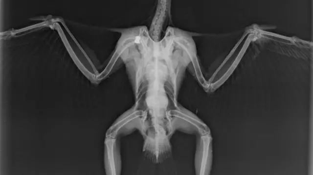 An X ray of the wounded peregrine falcon