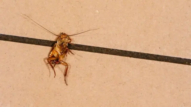 A cockroach