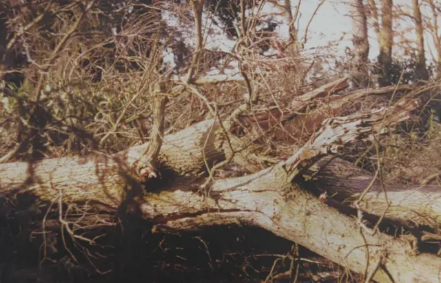 A fallen tree at Blickling