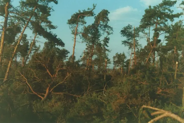 Storm-damage at Blickling