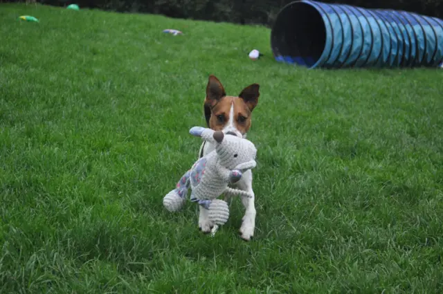 Sheldon the terrier