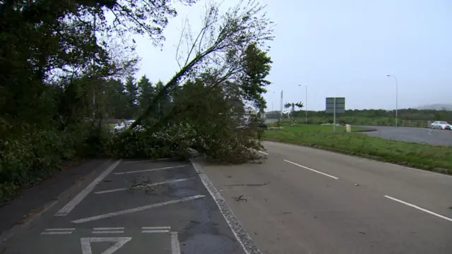 A tree on the road between Newry and Warrenpoint