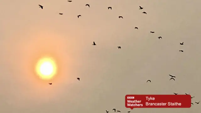 Birds in the sky, with a red sun