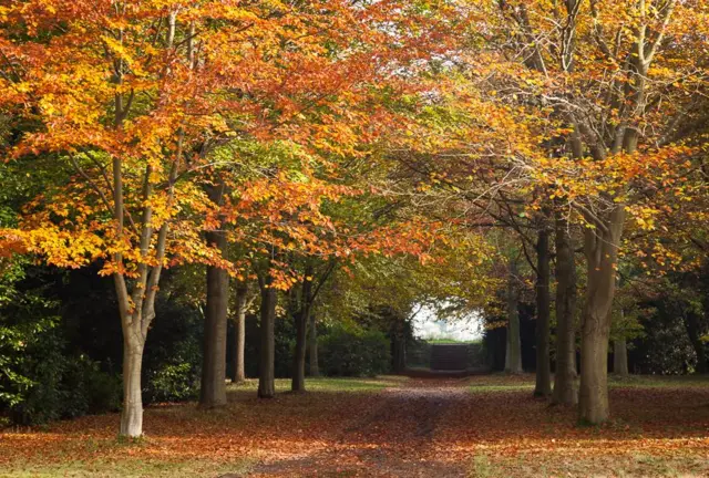 An avenue of trees at Blicking in autumn