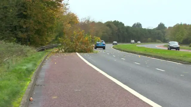 A tree down on the A1 road near Dromore