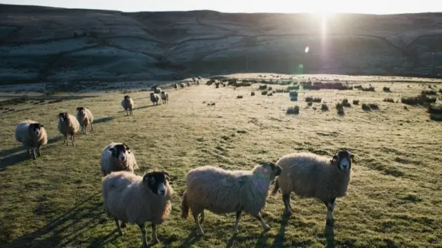 Sheep in North Yorkshire