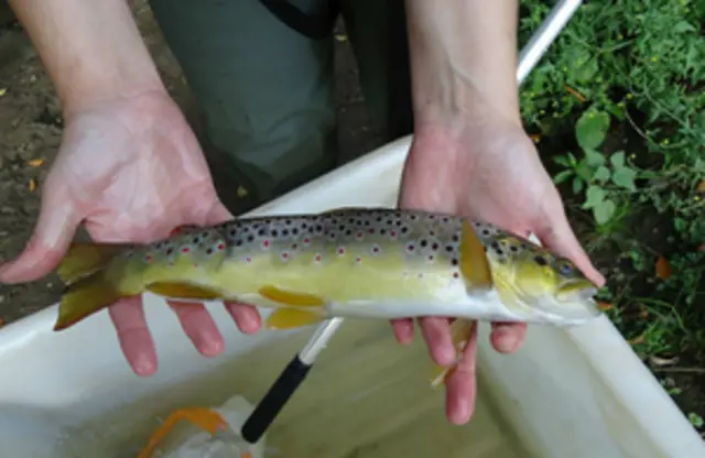 Brown Trout