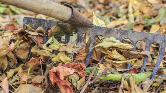 Leaves and rake