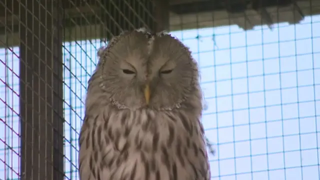 Misty the owl