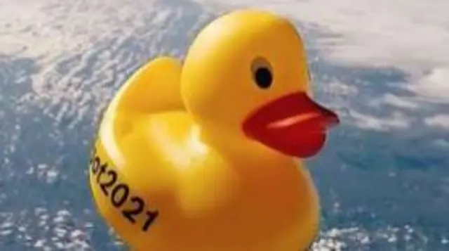 Duck