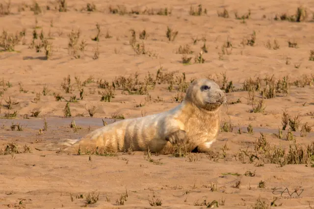 Seal Pup