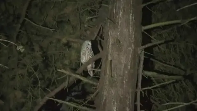 Dawn in a tree near her aviary